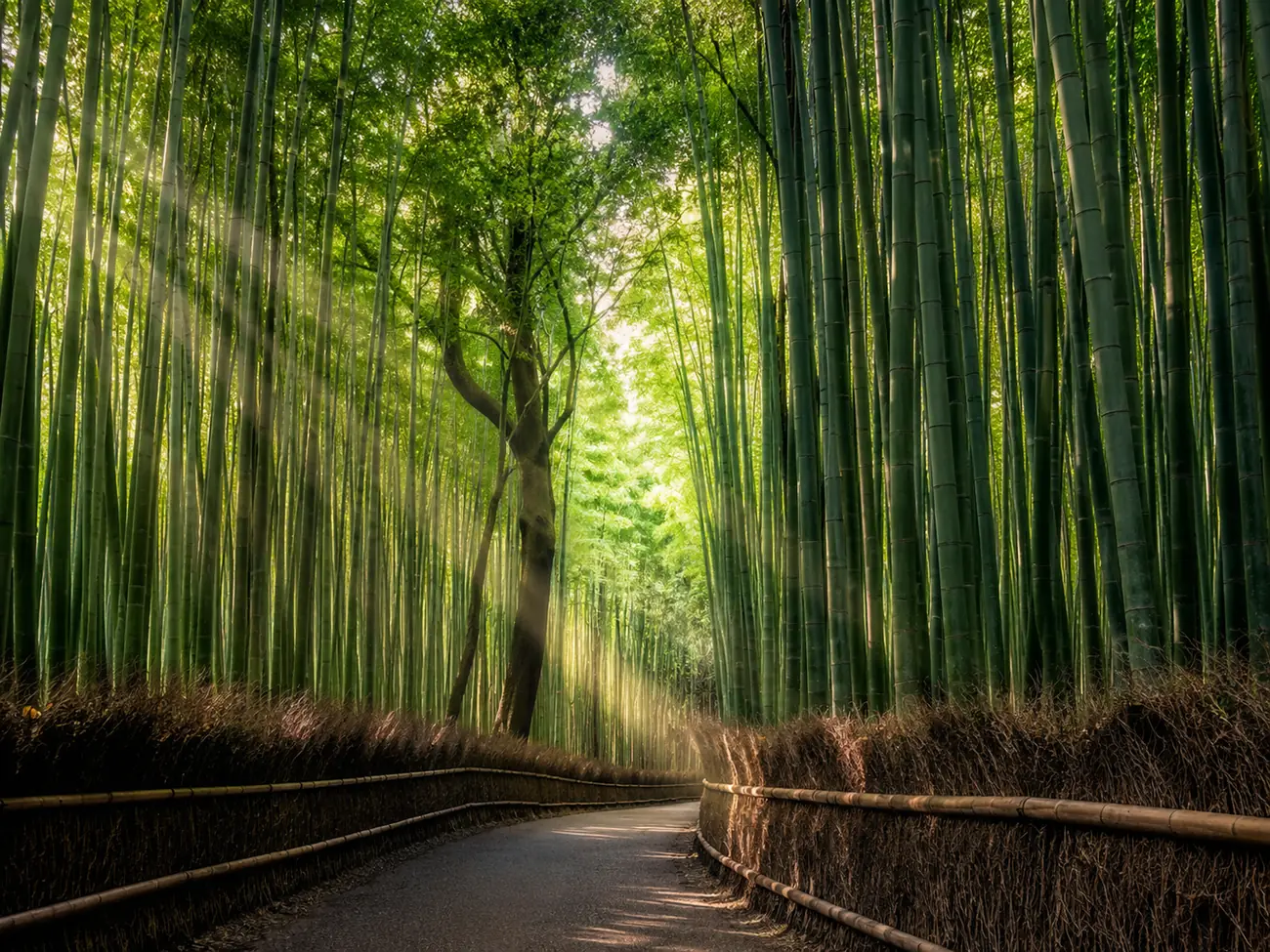 The Arashiyama Bamboo Grove near the monkey park