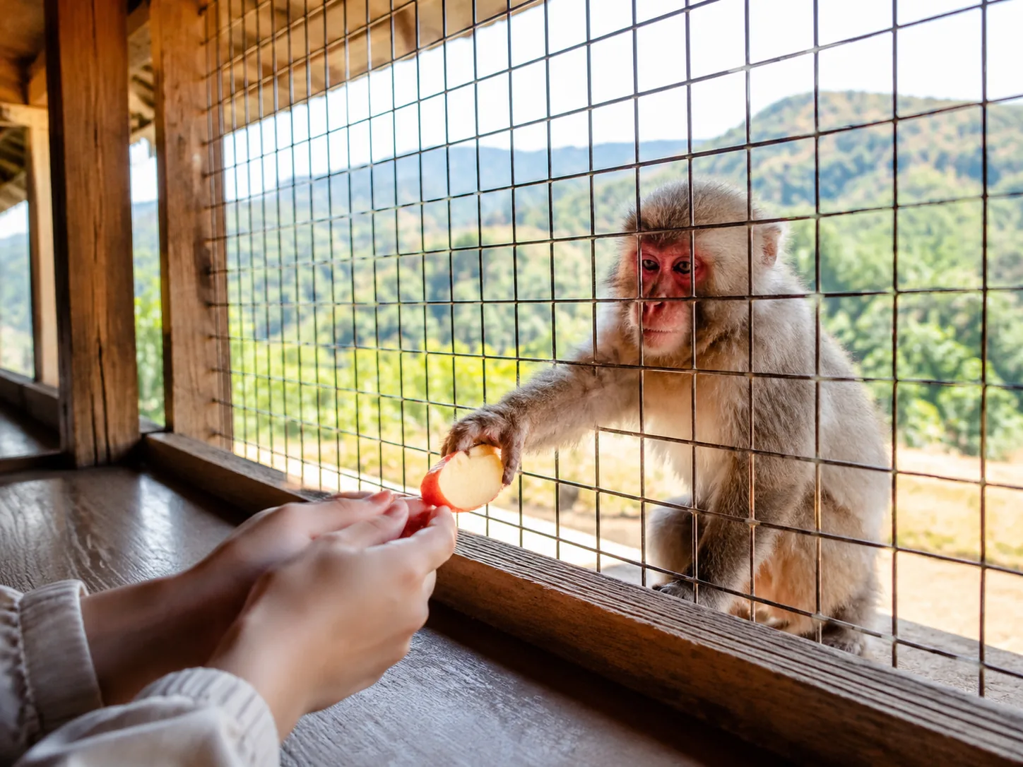 Visitors feeding monkeys through the mesh inside the hut