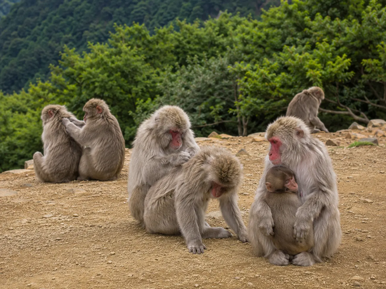 Wild Japanese macaques at the feeding hut